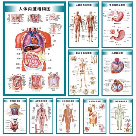 女人 身體|【科普动画】女性身体构造图及各系统器官功能